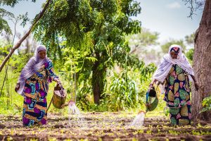 Women in Niger water a vegetable garden. 