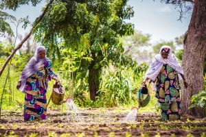  Women in Niger water their vegetable garden.