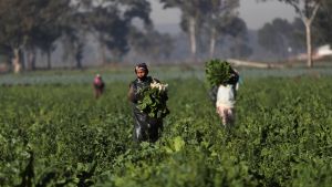 Farm workers harvest spinach in South Africa. 