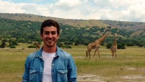 A person standing in the foreground, with giraffes in the grass behind them