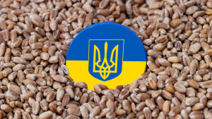 The crest of Ukraine is shown in a pile of grain (unsplash).