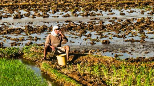 A farmer takes a break while tending his rice farm.