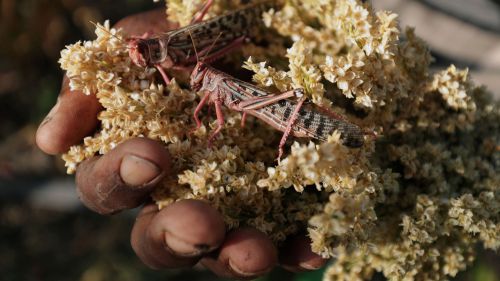 A farmer holds a sorghum plant destroyed after a swarm of locusts invaded his farm in Ethiopia