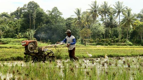 a farmer farms using tools in Indonesia 