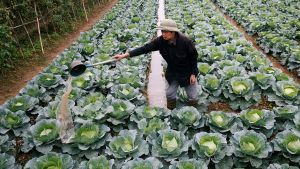 A farmer waters his cabbage field.