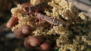 A farmer holds a sorghum plant destroyed after a swarm of locusts invaded his farm in Ethiopia