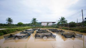 Aquaculture cages in Jitra, Malaysia
