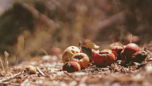 Rotting apples lay on the ground