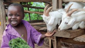 A young child feeds two goats