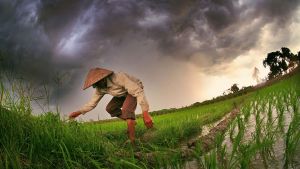 Person working in a rice field. 