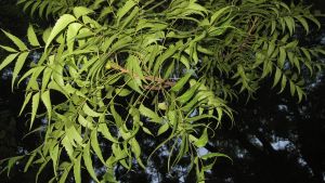Leaves of a neem tree
