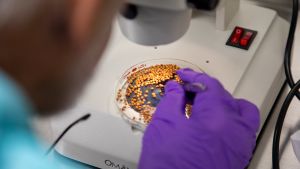 A scientist preps radish seeds in a lab