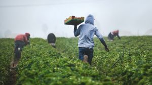 A worker carries a crate across a farm in Nipomo, California.