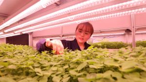 A woman looks at rows of small plants in a growing facility