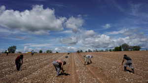 Farm workers pick asparagus during the coronavirus disease outbreak in Spain.